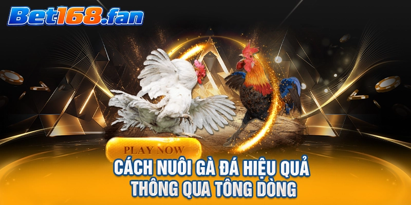 Cách nuôi gà đá hiệu quả thông qua tông dòng